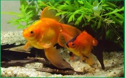 PEIXES ORNAMENTAIS