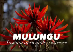 Mulungu - Insônia, Ansiedade e Estresse