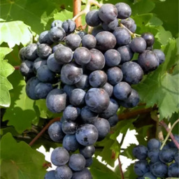 Uva Congelada