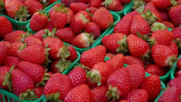 Morango Congelado