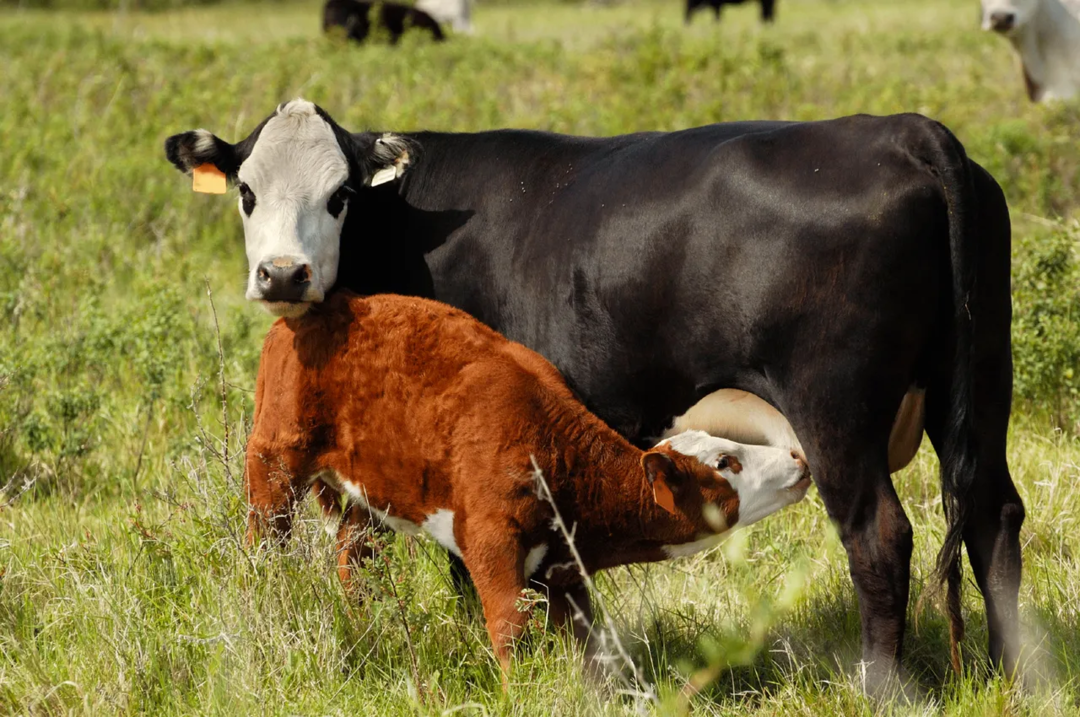 Fertilidade e Reprodução