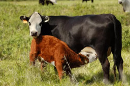 Fertilidade e Reprodução