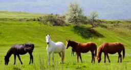 Ração Líquida para Equinos: Saúde e Performance