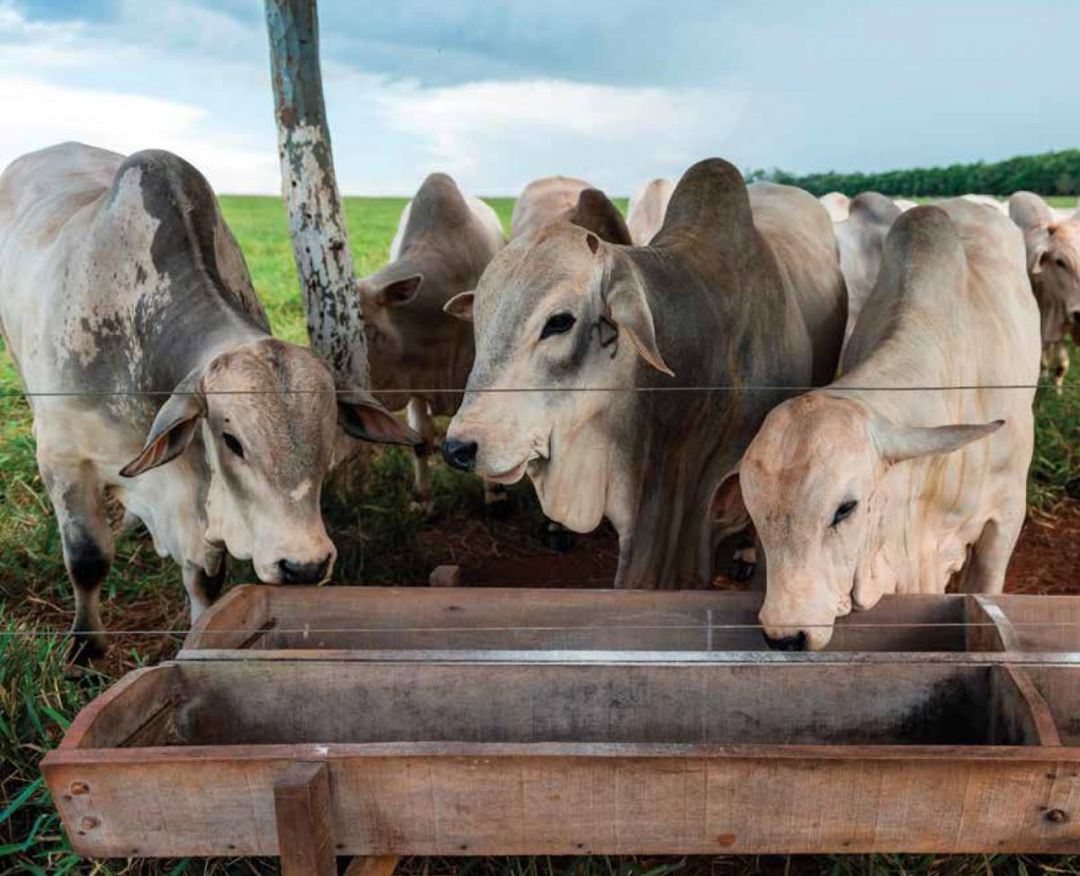 Ingredientes Premium para Nutrição Animal Completa