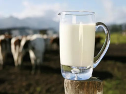 Melhore a Produção de Leite com Sol Ração Líquida