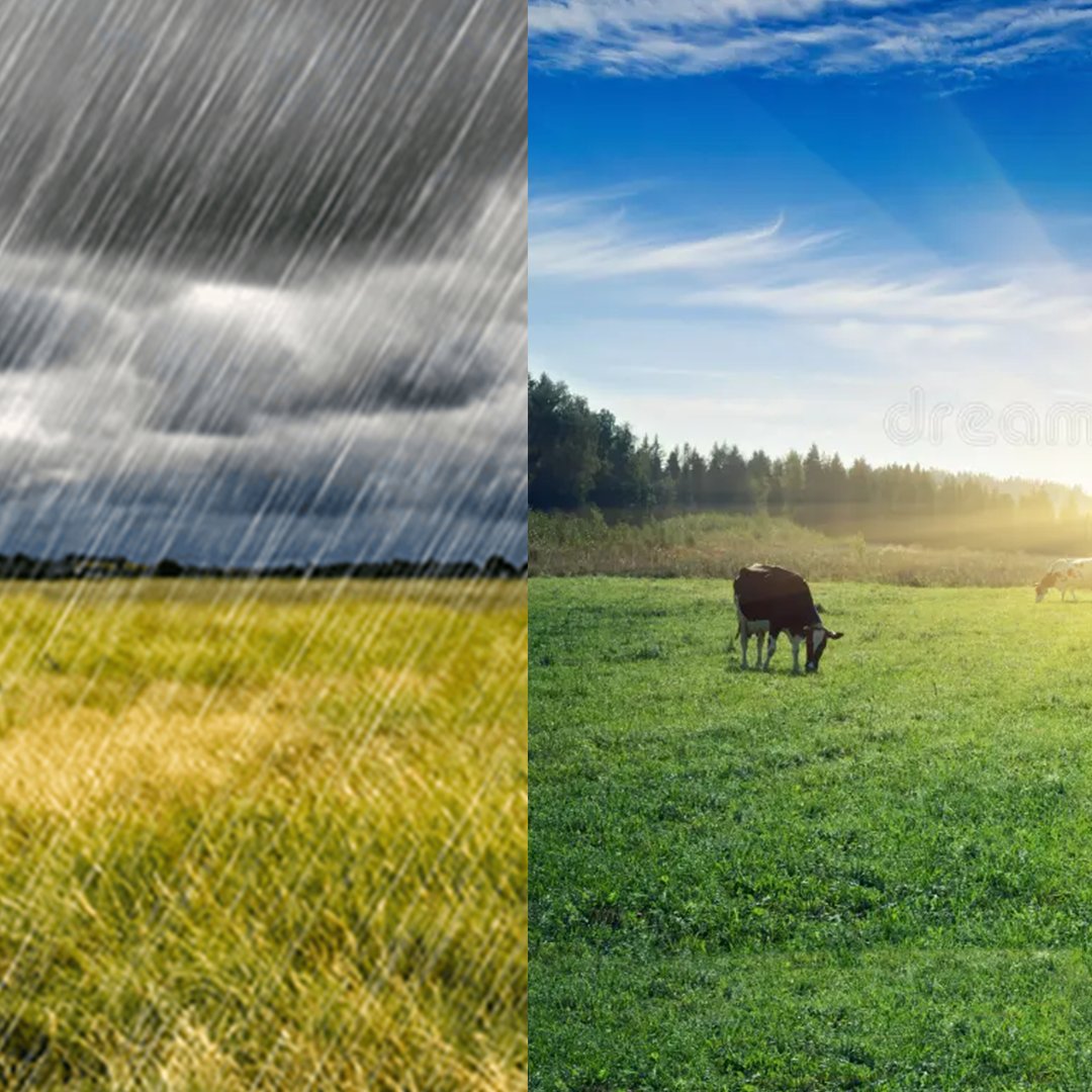 Ração Líquida: Eficiência Mesmo sob Sol ou Chuva
