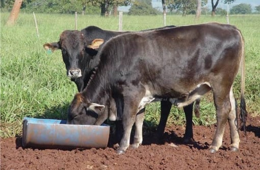 Potencialize Seu Pasto com Nutrição Líquida