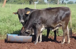 Potencialize Seu Pasto com Nutrição Líquida