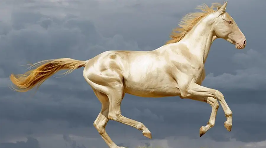 Equilíbrio e Saúde para Cavalos com Sol Equinos