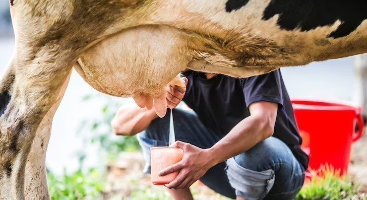 Nutrição Inteligente para Vacas de Leite