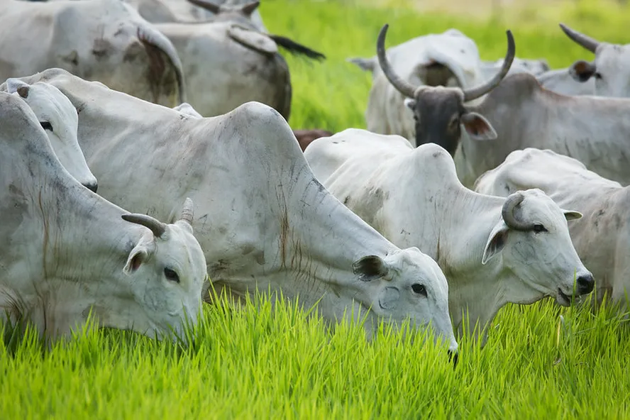 Ganho de Peso com Eficiência no Pasto – Sol Terminação