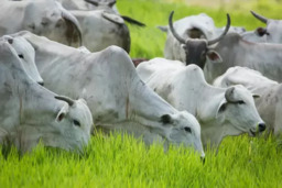 Ganho de Peso com Eficiência no Pasto – Sol Terminação