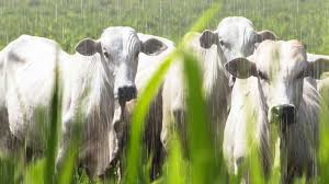 Adaptação Rápida e Sem Interrupções, Mesmo na Chuva