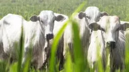 Adaptação Rápida e Sem Interrupções, Mesmo na Chuva