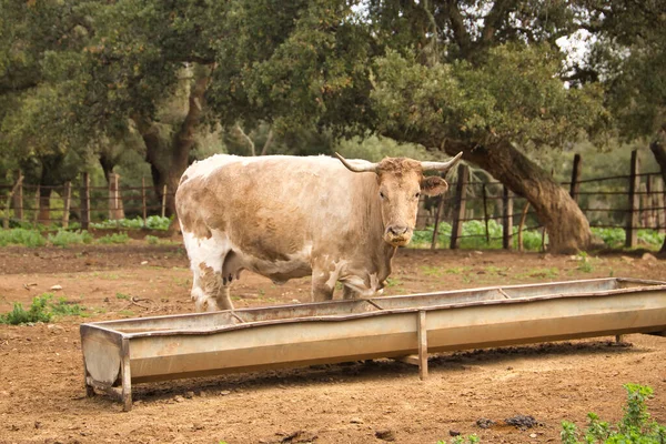 Do Pasto ao Lucro: A Ração que Valoriza sua Terra