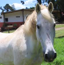 Potência Líquida para Equinos Saudáveis e Dóceis