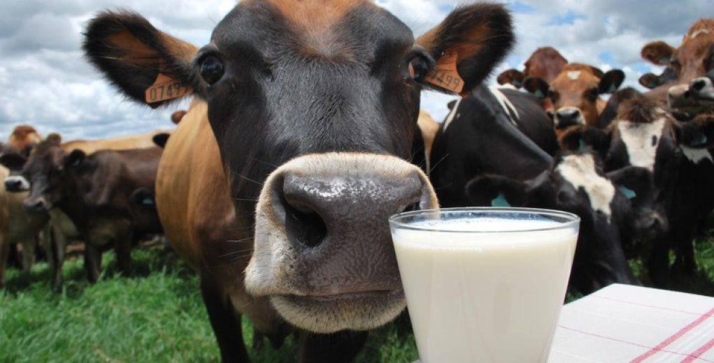 Mais Leite com Menos Risco: Ração Líquida para Vacas Leiteiras
