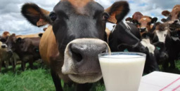 Mais Leite com Menos Risco: Ração Líquida para Vacas Leiteiras