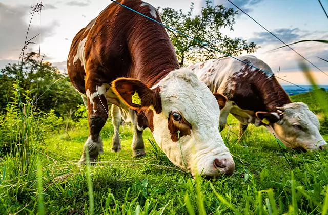 Sol Ração Líquida: O Futuro da Nutrição no Pasto