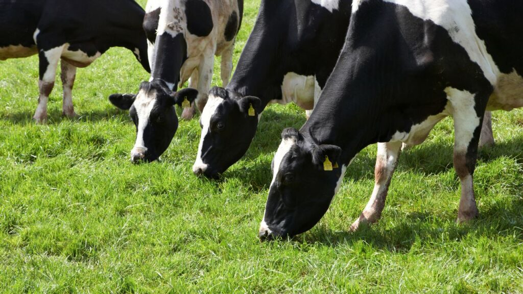 Ganho de Peso e Acabamento Superior: A Força do Pasto Otimizado com Sol Ração Líquida