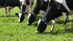 Ganho de Peso e Acabamento Superior: A Força do Pasto Otimizado com Sol Ração Líquida