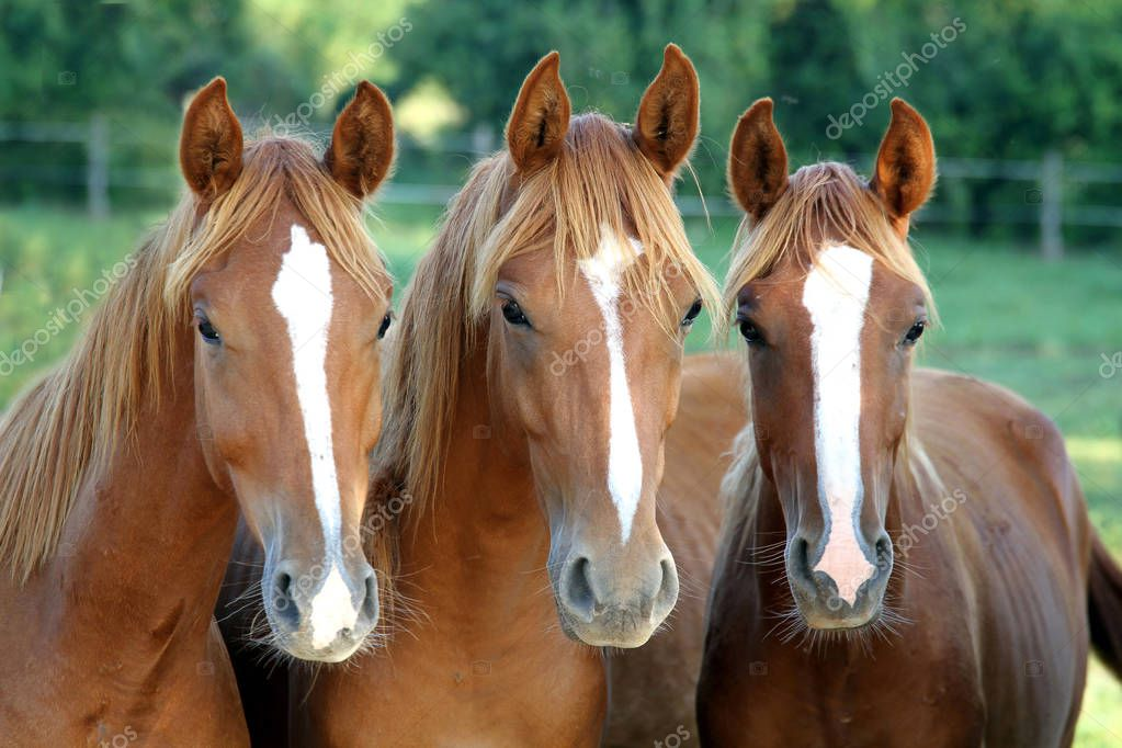 Equinos Fortes e Saudáveis com Sol Ração Líquida