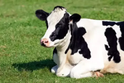 Sol Ração Líquida: Produtividade Otimizada em Cada Fase da Vida Animal