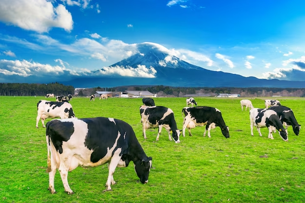 Pasto Valorizado, Ganho de Peso Potencializado