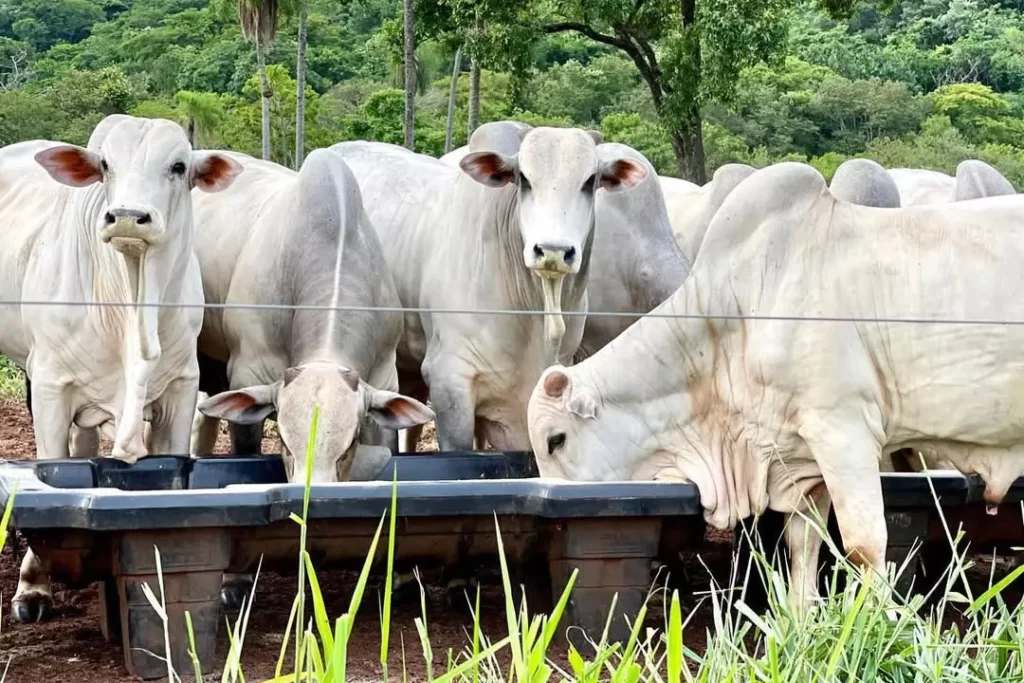 Tecnologia Líquida: Nutrição sem Interrupção