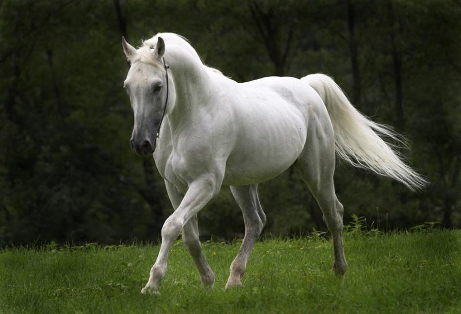 Equilíbrio Perfeito para Equinos