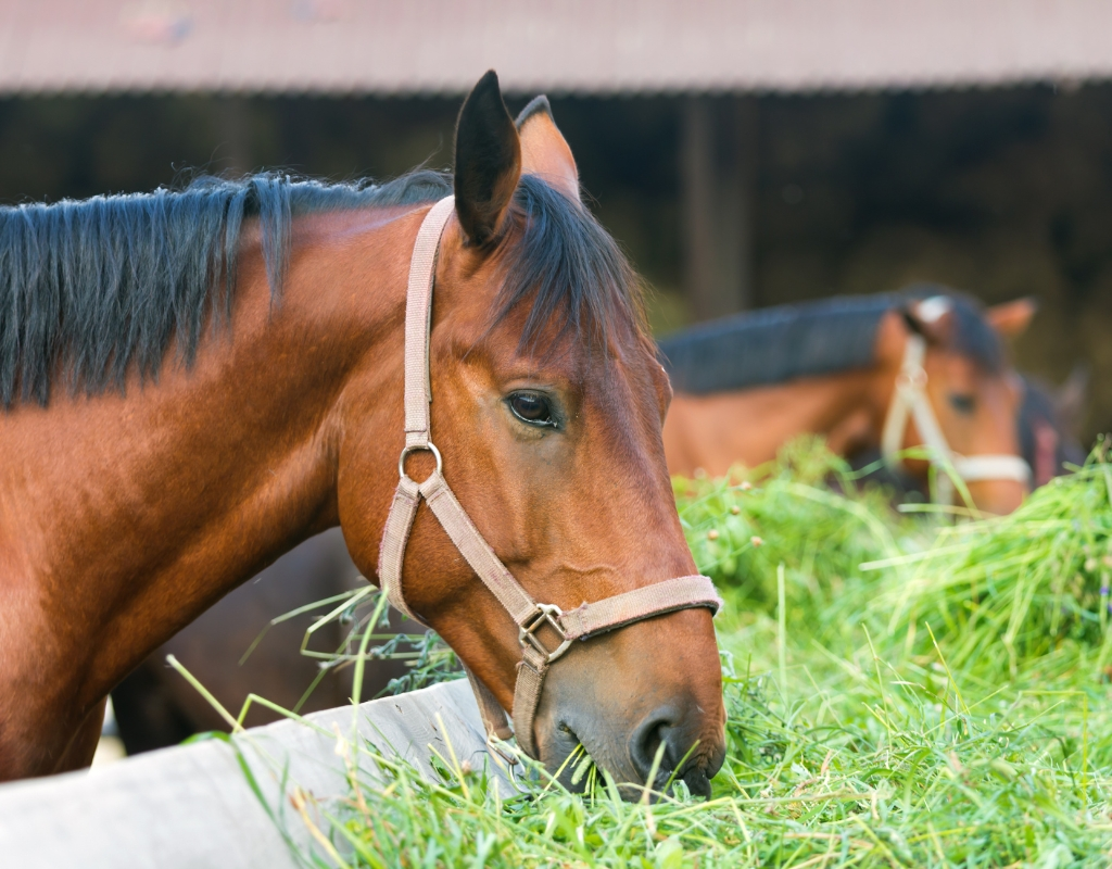 Nutrição Equina Completa e Saudável