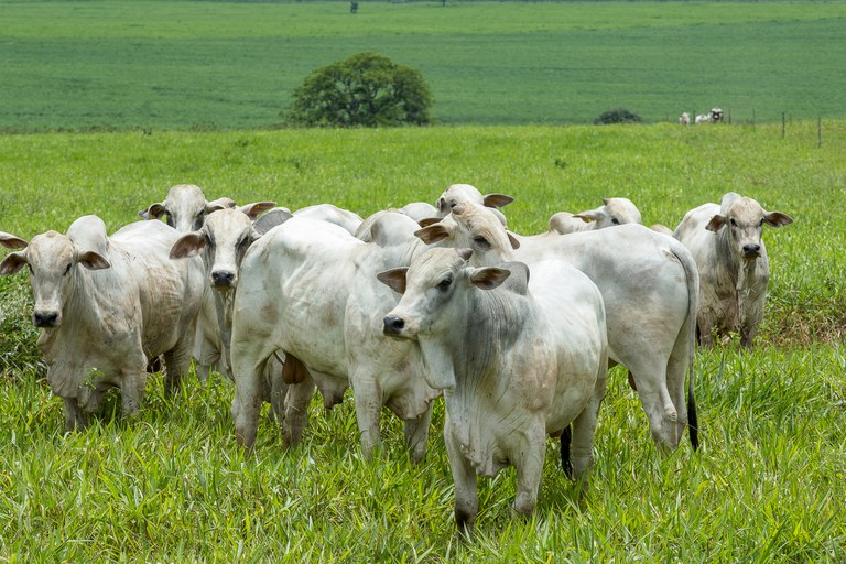 Valorização do Pasto com Ração Líquida