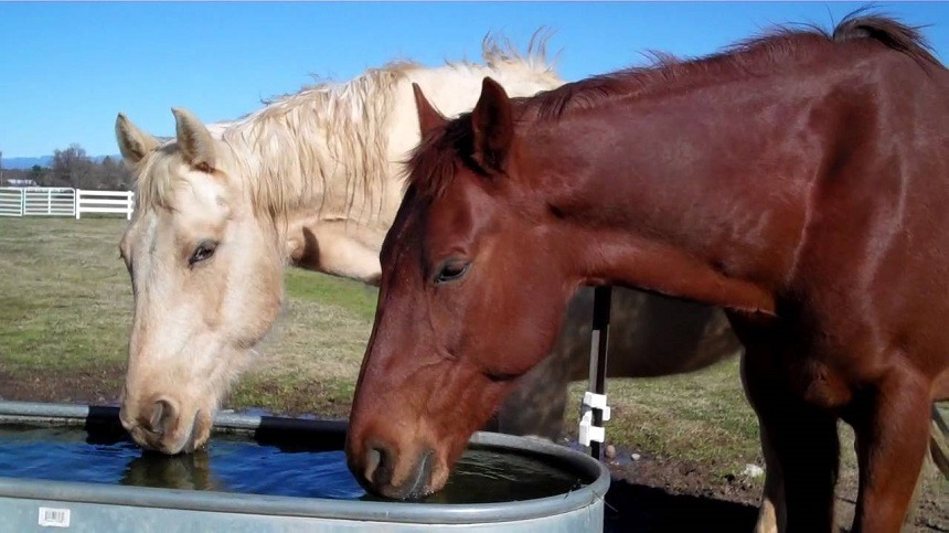 Nutrição Equina com Sol Ração Líquida