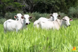 Crescimento, Reprodução e Terminação no Pasto
