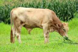 Valorização do Pasto